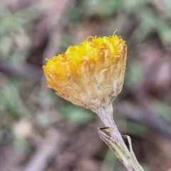 Coronidium scorpioides (Button Everlasting) at Wombeyan Caves, NSW - 31 May 2023 by trevorpreston