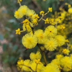 Acacia terminalis (Sunshine Wattle) at Wombeyan Caves, NSW - 31 May 2023 by trevorpreston