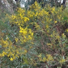 Acacia terminalis at Wombeyan Caves, NSW - 31 May 2023