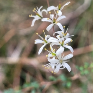 Bursaria spinosa at Wombeyan Caves, NSW - 31 May 2023