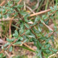 Bursaria spinosa at Wombeyan Caves, NSW - 31 May 2023