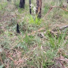 Bursaria spinosa at Wombeyan Caves, NSW - 31 May 2023