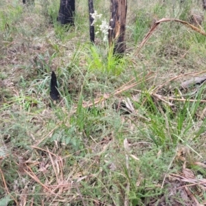 Bursaria spinosa at Wombeyan Caves, NSW - 31 May 2023