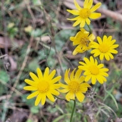 Senecio madagascariensis (Madagascan Fireweed, Fireweed) at Wombeyan Caves, NSW - 31 May 2023 by trevorpreston