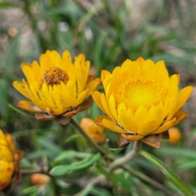 Xerochrysum bracteatum (Golden Everlasting) at Wombeyan Caves, NSW - 31 May 2023 by trevorpreston