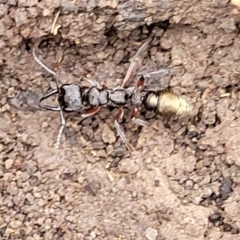 Myrmecia fulvipes (Red-legged Toothless bull ant) at Wombeyan Caves, NSW - 31 May 2023 by trevorpreston