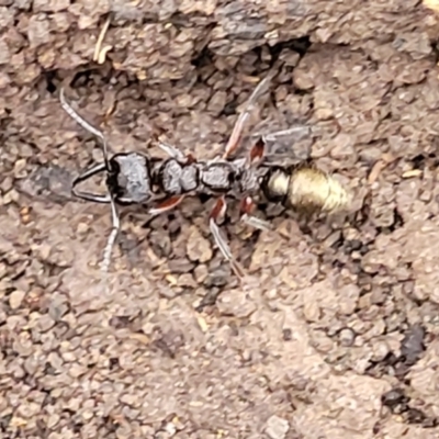 Myrmecia fulvipes (Red-legged Toothless bull ant) at Mares Forest National Park - 31 May 2023 by trevorpreston