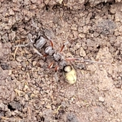 Myrmecia fulvipes at Wombeyan Caves, NSW - 31 May 2023 10:33 AM