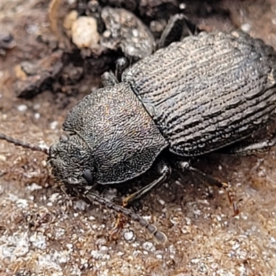 Seirotrana sp. (genus) (Darkling beetle) at Mares Forest National Park - 31 May 2023 by trevorpreston