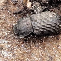 Seirotrana sp. (genus) at Wombeyan Caves, NSW - 31 May 2023 10:32 AM