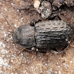 Seirotrana sp. (genus) at Wombeyan Caves, NSW - 31 May 2023 10:32 AM