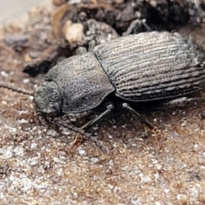 Seirotrana sp. (genus) at Wombeyan Caves, NSW - 31 May 2023 10:32 AM