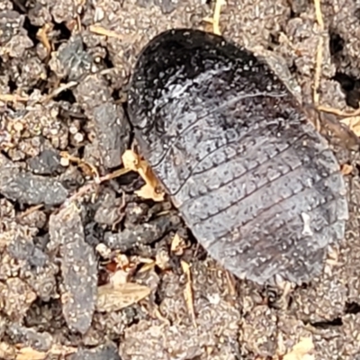 Molytria perplexa (Bark Cockroach) at Mares Forest National Park - 31 May 2023 by trevorpreston
