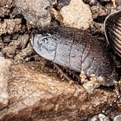 Molytria perplexa at Wombeyan Caves, NSW - 31 May 2023 10:31 AM