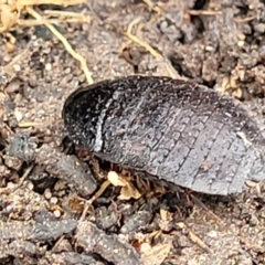 Molytria perplexa at Wombeyan Caves, NSW - 31 May 2023 10:31 AM