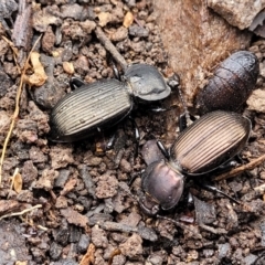 Cardiothorax sp. (genus) (Darkling Beetle) at Wombeyan Caves, NSW - 31 May 2023 by trevorpreston