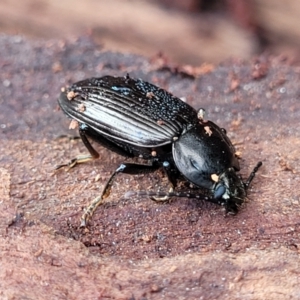 Adelium sp. (genus) at Wombeyan Caves, NSW - 31 May 2023 10:27 AM