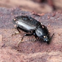 Unidentified Darkling beetle (Tenebrionidae) at Wombeyan Caves, NSW - 31 May 2023 by trevorpreston