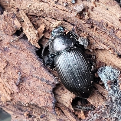 Adelium sp. (genus) (Adelium darkling beetle) at Wombeyan Caves, NSW - 31 May 2023 by trevorpreston