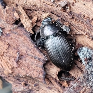 Adelium sp. (genus) at Wombeyan Caves, NSW - 31 May 2023