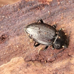 Adelium sp. (genus) at Wombeyan Caves, NSW - 31 May 2023