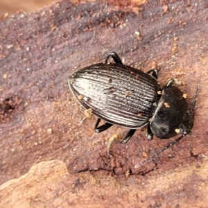 Adelium sp. (genus) at Wombeyan Caves, NSW - 31 May 2023