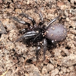 Atrax or Hadronyche sp. (genus) at Wombeyan Caves, NSW - 31 May 2023