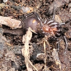 Atrax or Hadronyche sp. (genus) at Wombeyan Caves, NSW - 31 May 2023 10:24 AM