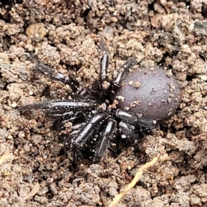 Atrax or Hadronyche sp. (genus) at Wombeyan Caves, NSW - 31 May 2023