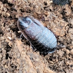 Molytria perplexa (Bark Cockroach) at Wombeyan Caves, NSW - 31 May 2023 by trevorpreston