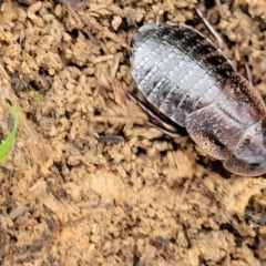 Molytria perplexa at Wombeyan Caves, NSW - 31 May 2023 11:15 AM