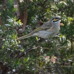 Caligavis chrysops (Yellow-faced Honeyeater) at Higgins, ACT - 10 Oct 2022 by Untidy