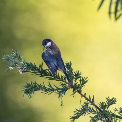 Acanthorhynchus tenuirostris (Eastern Spinebill) at Higgins, ACT - 25 Jun 2022 by Untidy