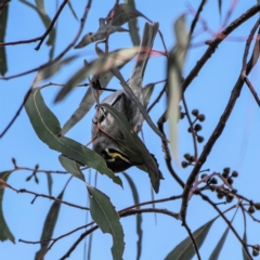 Caligavis chrysops (Yellow-faced Honeyeater) at Higgins, ACT - 13 Aug 2022 by Untidy