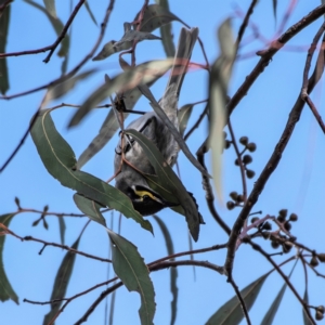 Caligavis chrysops at Higgins, ACT - 13 Aug 2022