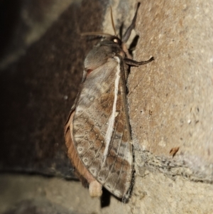 Oxycanus dirempta at Kambah, ACT - 31 May 2023 09:18 PM