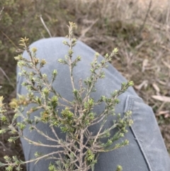 Pultenaea procumbens (Bush Pea) at Nanima, NSW - 31 May 2023 by JT1997