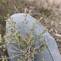 Pultenaea procumbens at Nanima, NSW - 31 May 2023 by JT1997