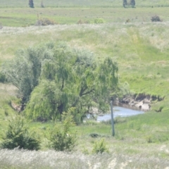 Salix babylonica (Weeping Willow) at Jarramlee-West MacGregor Grasslands - 25 Nov 2022 by michaelb