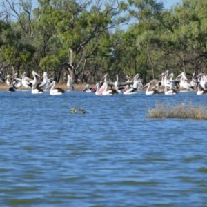 Pelecanus conspicillatus at Scotia, NSW - 11 Feb 2023 09:16 AM