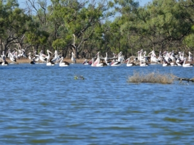 Pelecanus conspicillatus (Australian Pelican) at Scotia, NSW - 11 Feb 2023 by MB