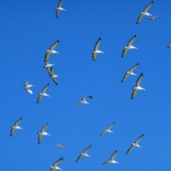 Pelecanus conspicillatus (Australian Pelican) at Anabranch North, NSW - 13 Feb 2023 by MB