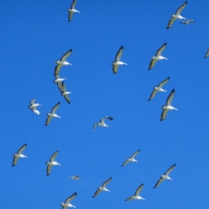 Pelecanus conspicillatus at Anabranch North, NSW - 13 Feb 2023