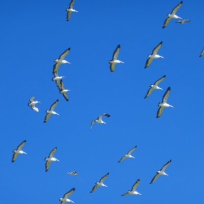 Pelecanus conspicillatus (Australian Pelican) at Anabranch North, NSW - 13 Feb 2023 by MB