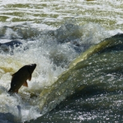 Cyprinus carpio (Common Carp) at Anabranch South, NSW - 13 Feb 2023 by MB