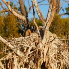 Anhinga novaehollandiae at Anabranch South, NSW - 15 Feb 2023 07:47 AM