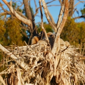 Anhinga novaehollandiae at Anabranch South, NSW - 15 Feb 2023