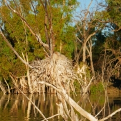 Anhinga novaehollandiae at Anabranch South, NSW - 15 Feb 2023