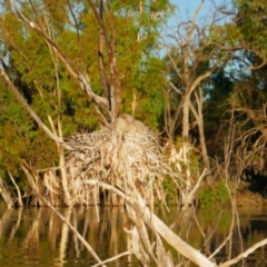 Anhinga novaehollandiae at Anabranch South, NSW - 15 Feb 2023 07:47 AM