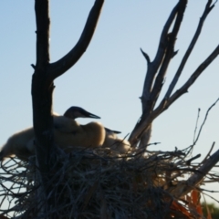 Anhinga novaehollandiae at Anabranch South, NSW - 15 Feb 2023 07:47 AM